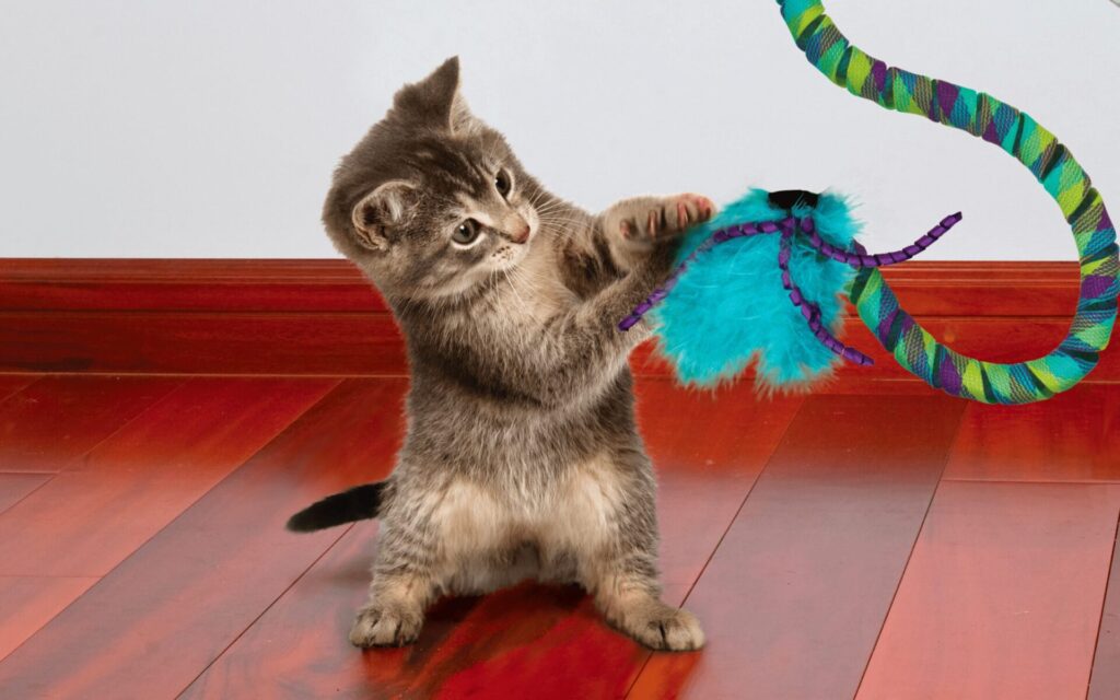 Why Your Cat Needs Toys4