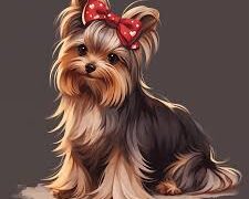 Yorkshire Terrier