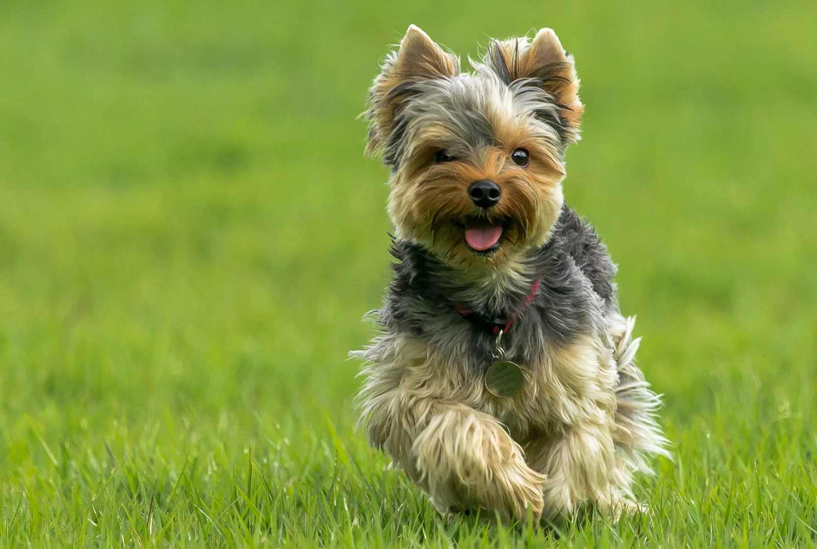 Yorkshire Terriers