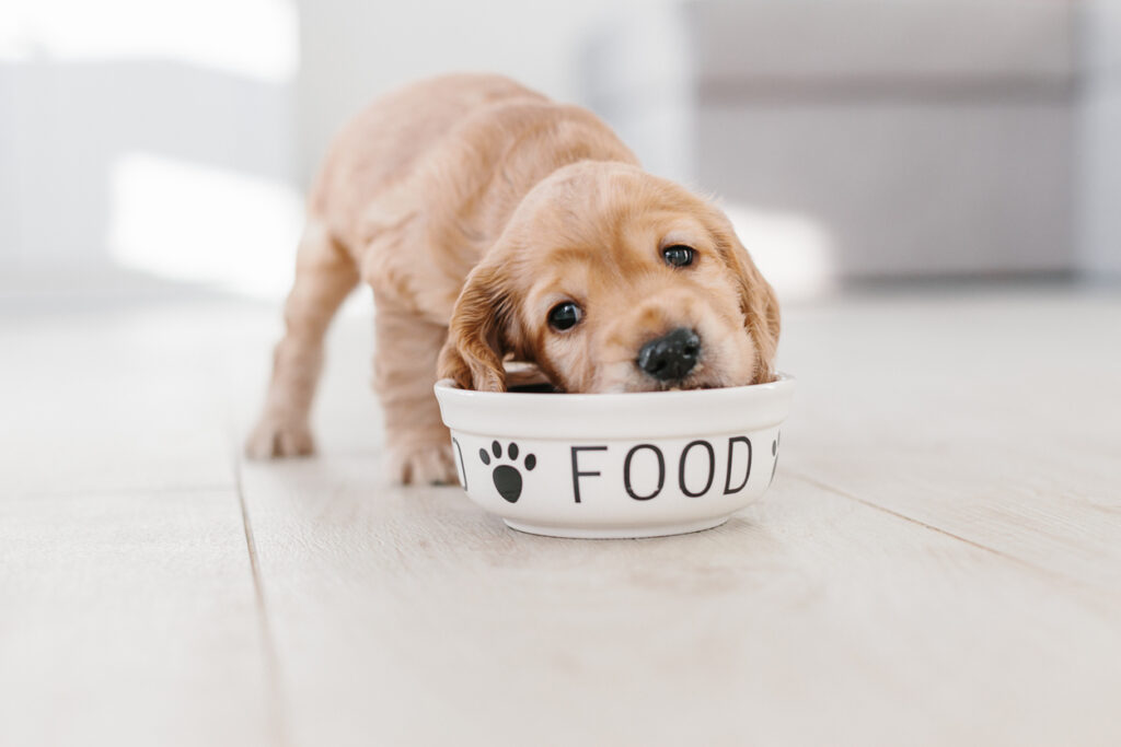 best dog foods