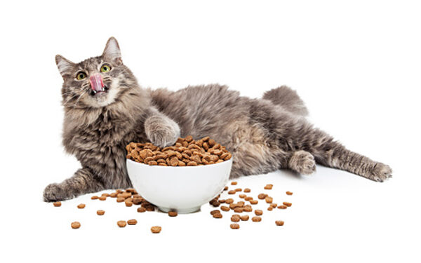 nutritional plan can significantly impact your cat's life