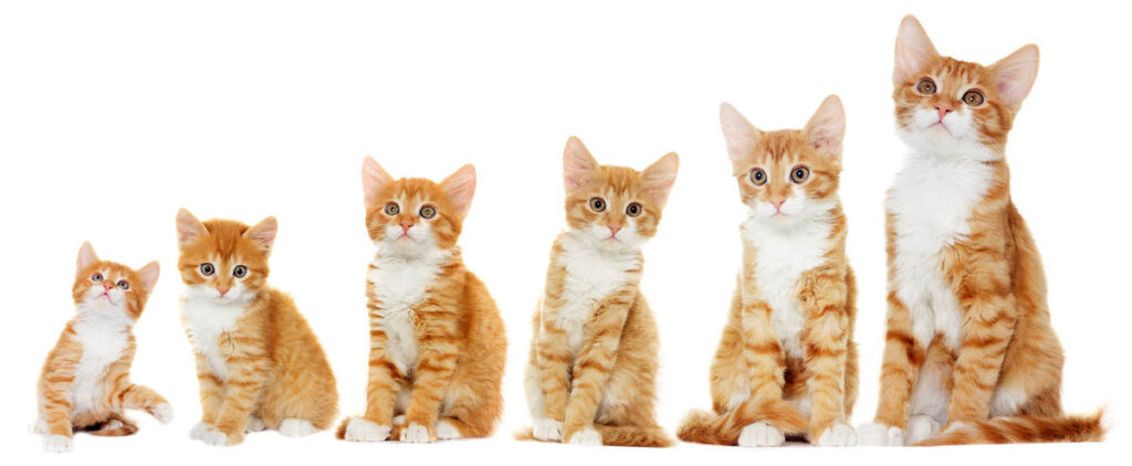 kitten development stages and providing the best cat health care