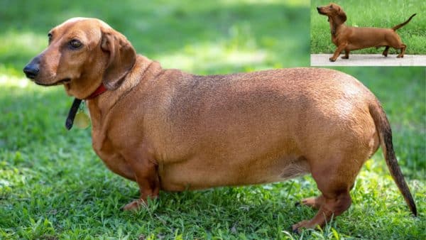 Maintaining your dog's weight is essential for best dog health