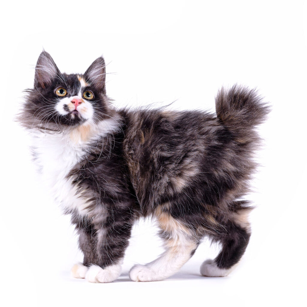 Characteristics of the American Bobtail