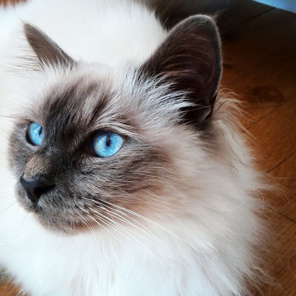 Small Cat Breeds with Blue Eyes