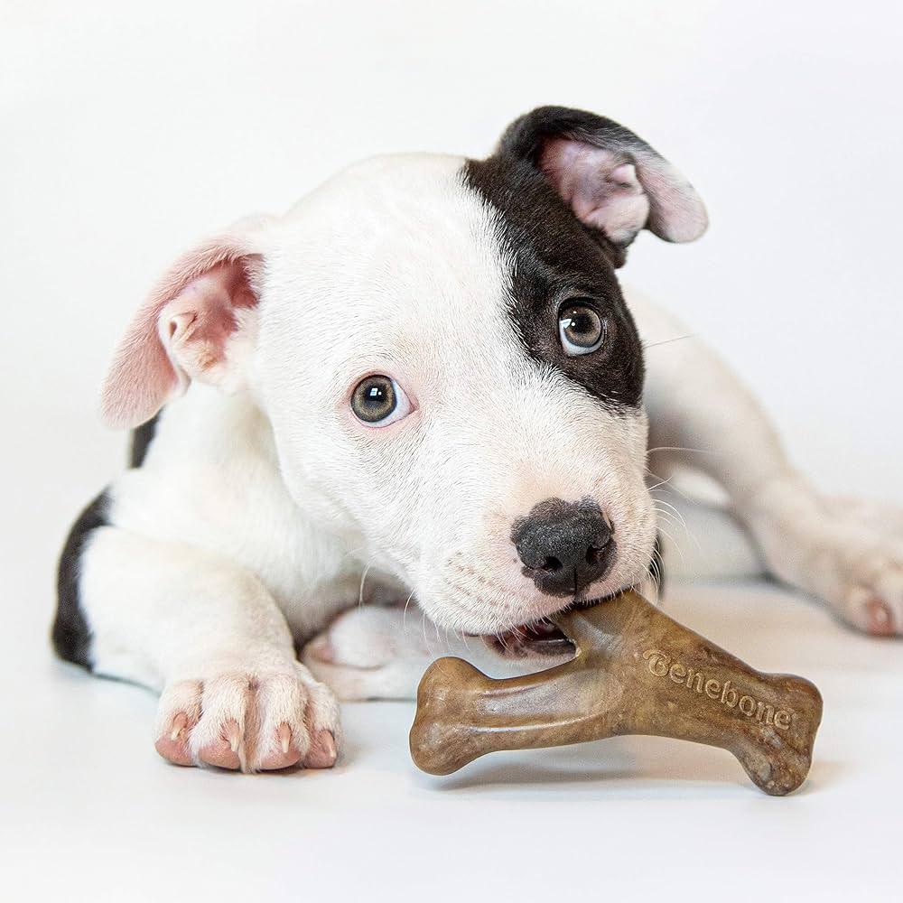 Top Characteristics of the Best Dog Toys for Teething