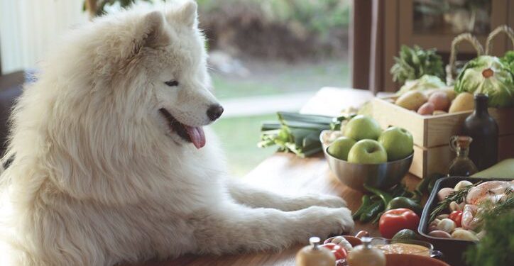 Benefits of Homemade Dog Food