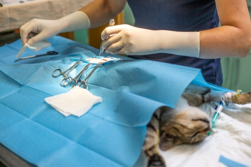 Benefits of Spaying and Neutering