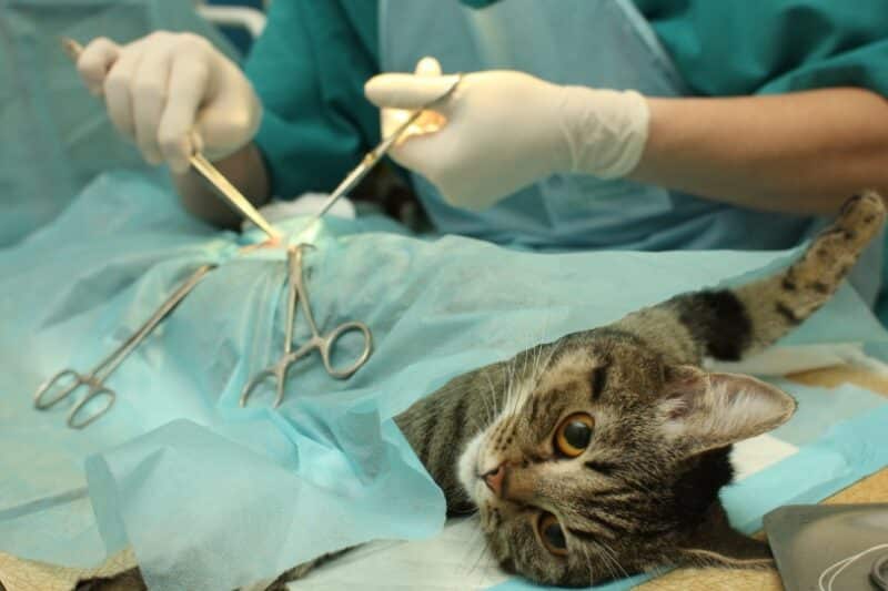 Benefits of Spaying and Neutering