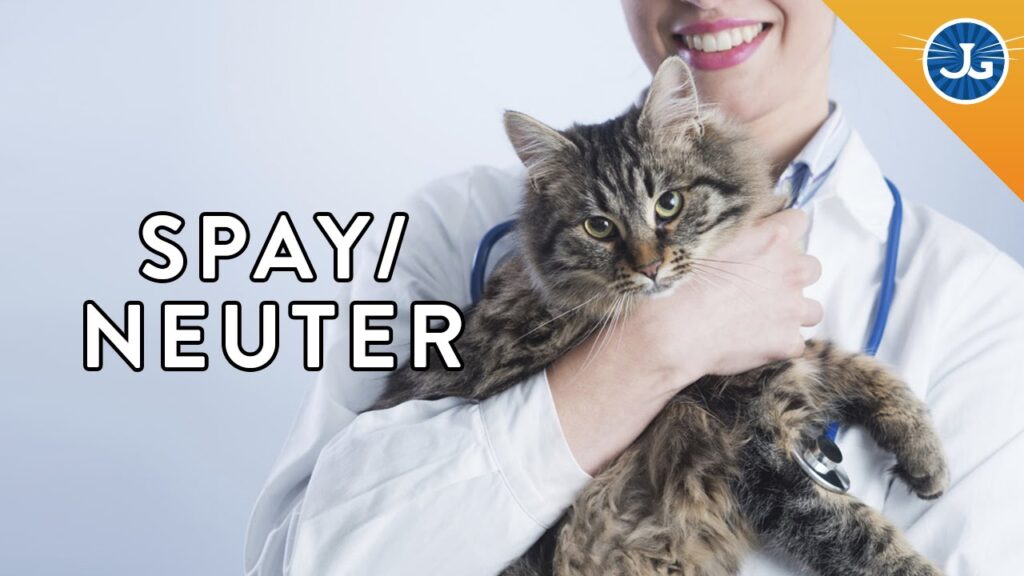 Benefits of Spaying and Neutering