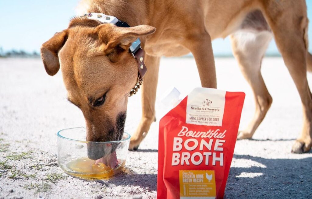 Key Features of Best Dog Foods for Summer