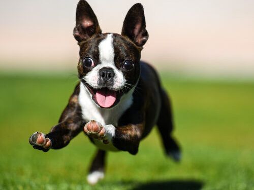 best small dog breeds for college students