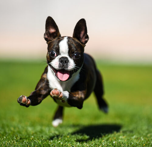 best small dog breeds for college students