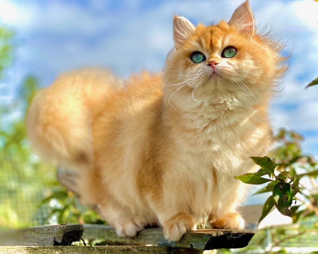 A Brief History of British Longhair Cats