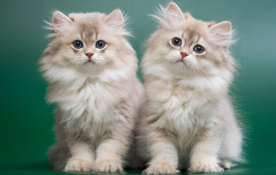 A Brief History of British Longhair Cats