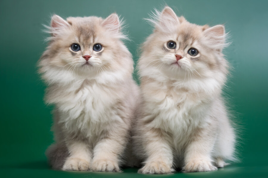 A Brief History of British Longhair Cats