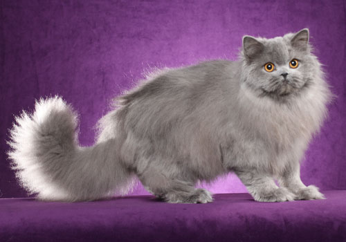 A Brief History of British Longhair Cats