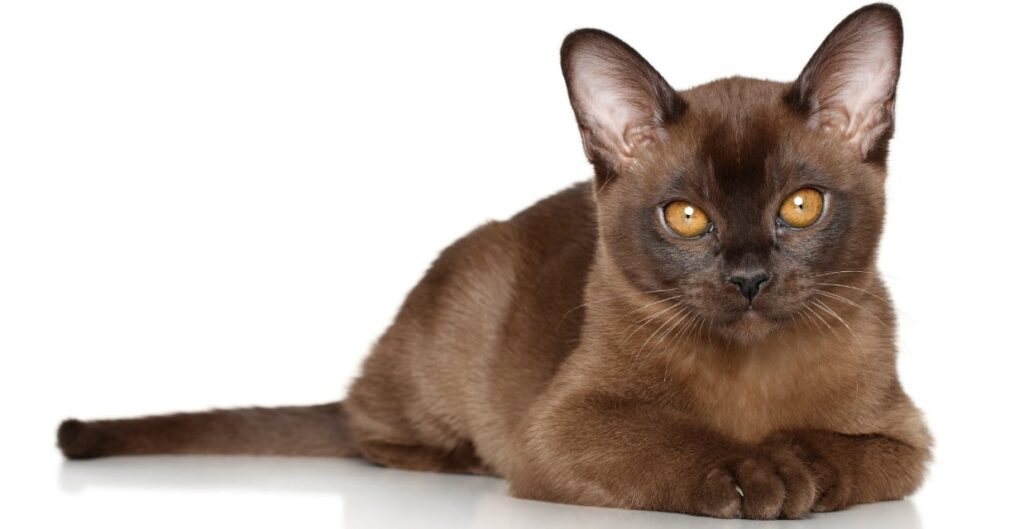 Top Small Cat Breeds with Calm Temperaments