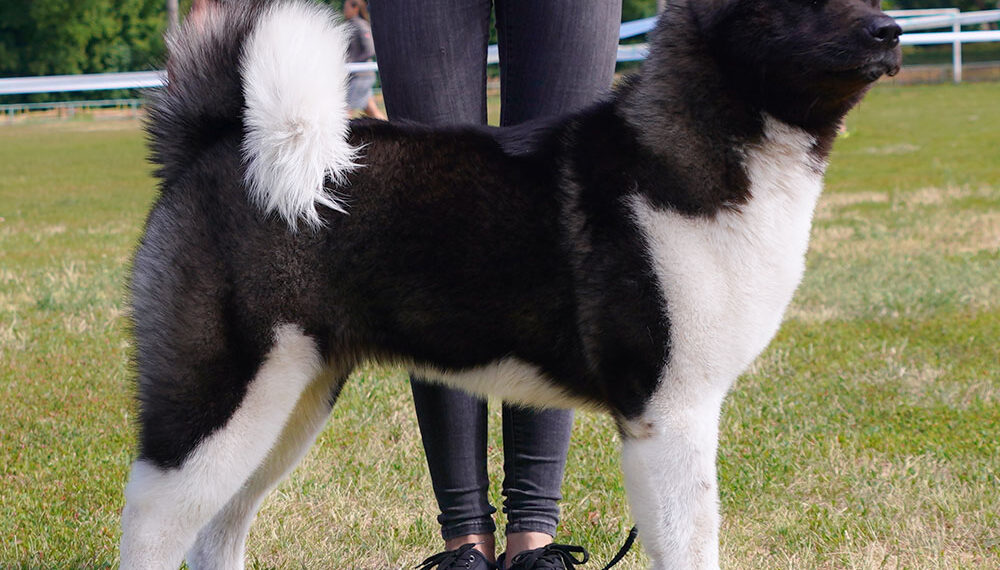 loyal guardians among big dog breeds