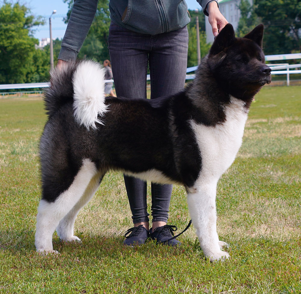 loyal guardians among big dog breeds