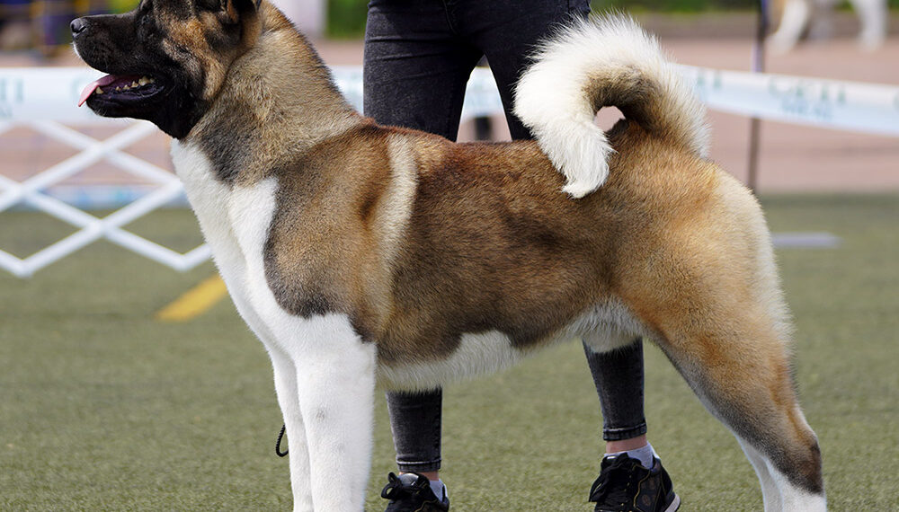 loyal guardians among big dog breeds