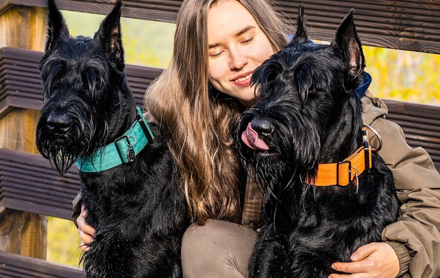 Best Small Dog Breeds Compatible with Giant Schnauzers
