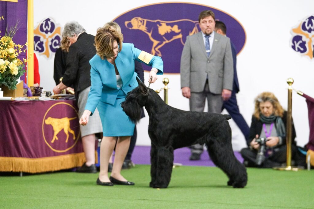 Best Small Dog Breeds Compatible with Giant Schnauzers
