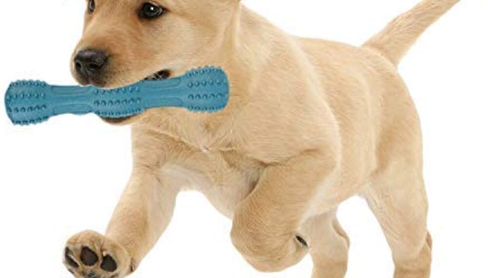 Choosing the Best Dog Toys for Your Puppy