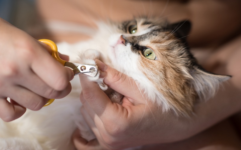 Best Cat Health Practices for Summer Grooming