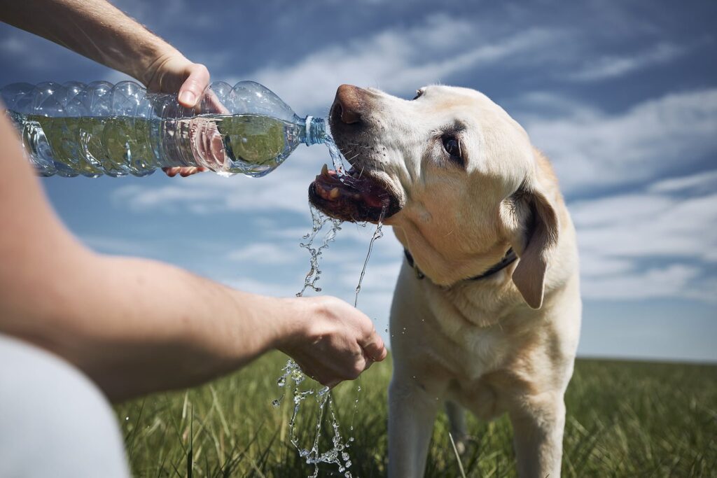 Ways to Help Your Dog Stay Cool in the Summer