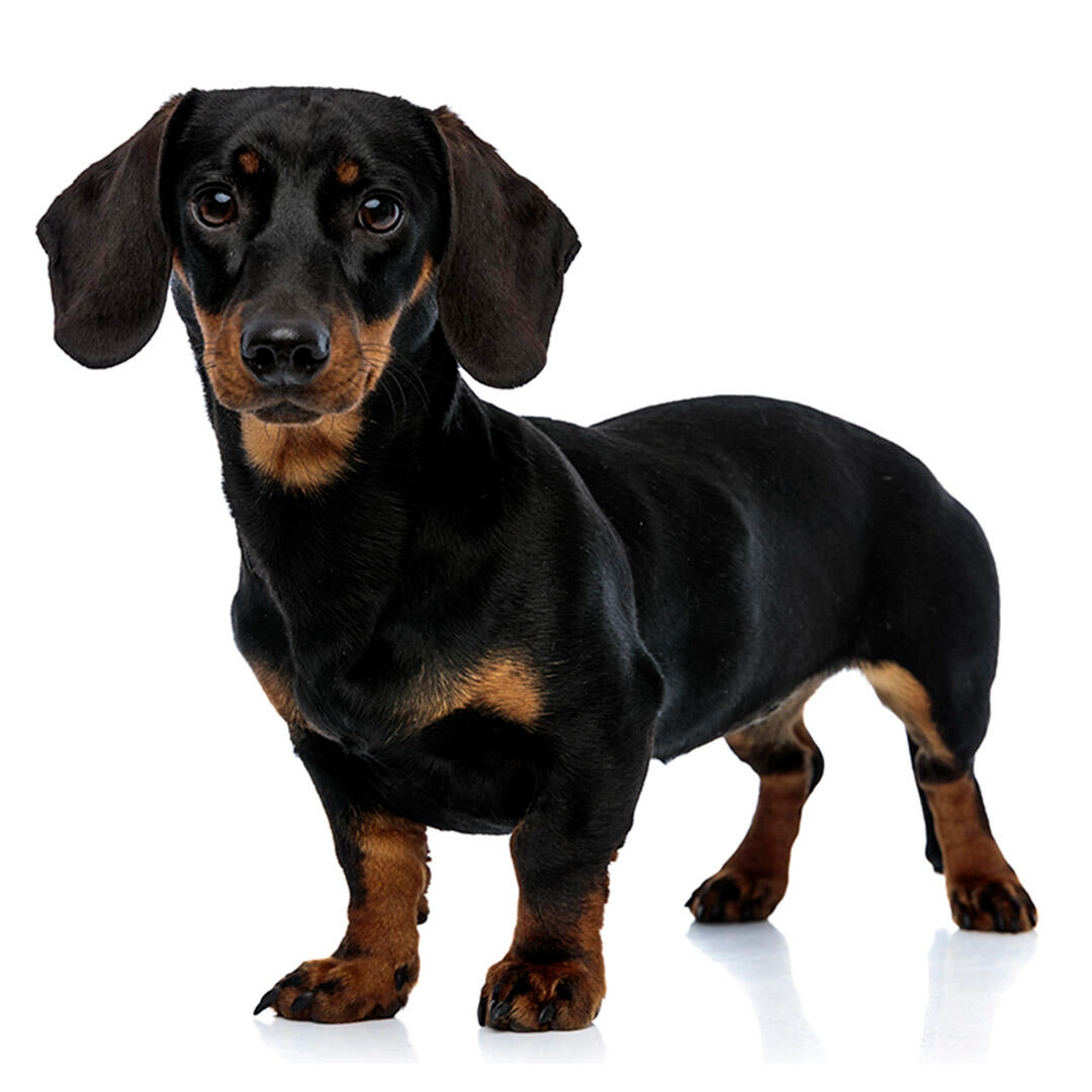 Top Small Dog Breeds for Home Workers