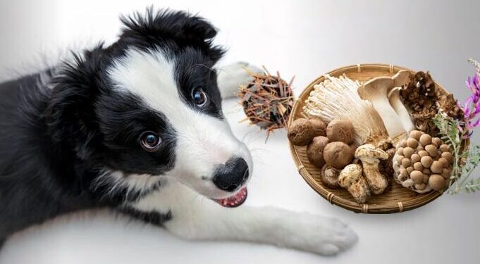 Benefits of a Balanced Diet for Dogs