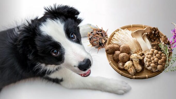 Benefits of a Balanced Diet for Dogs