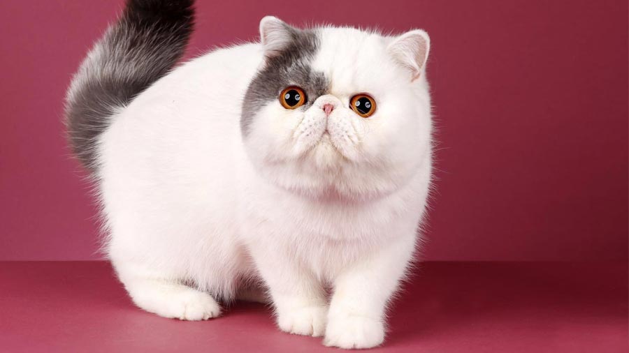 Top Small Cat Breeds with Calm Temperaments