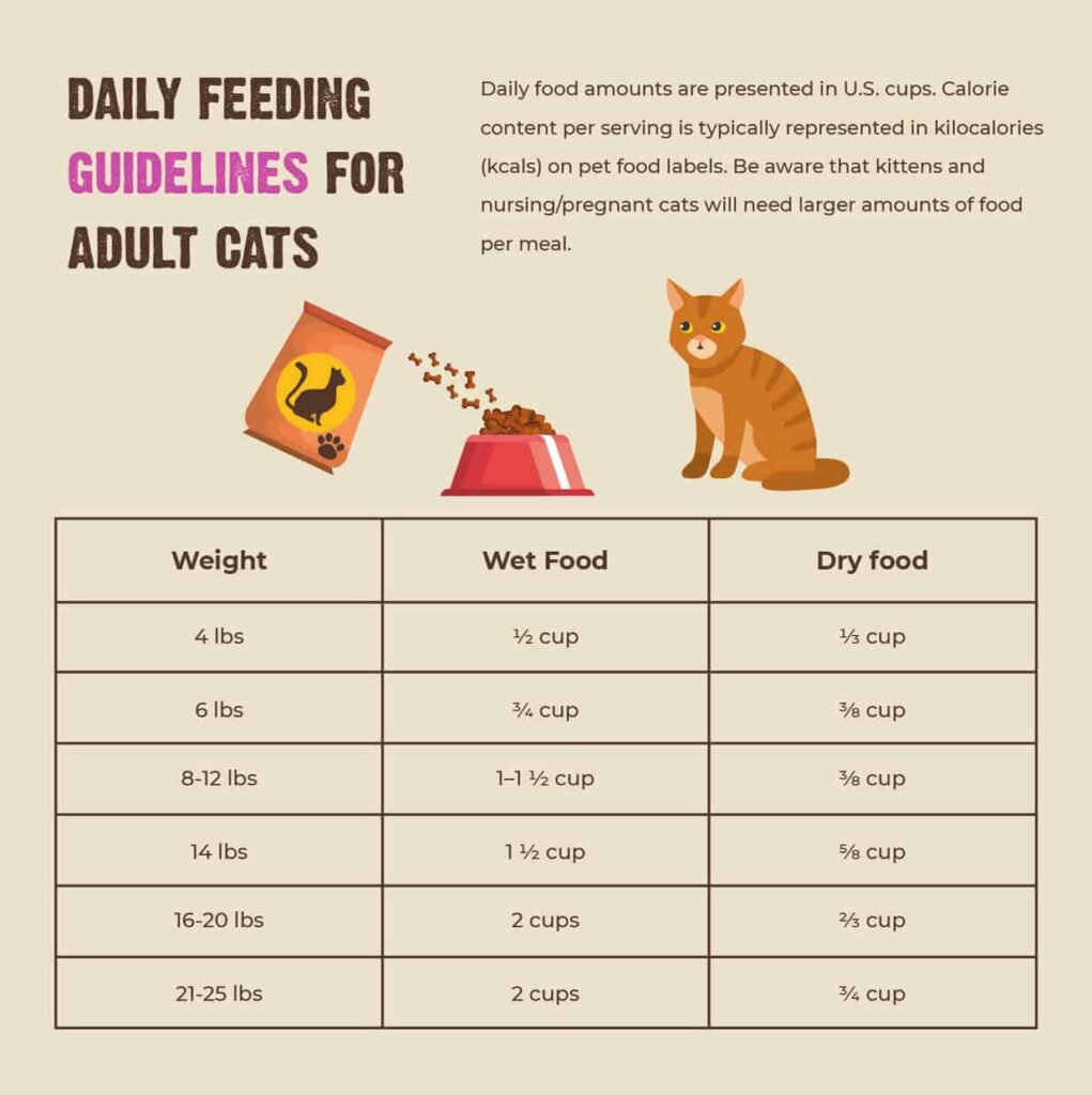 How Often Should You Feed Your Kitten- kitten foods