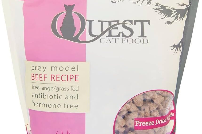 Best Cat Foods for Summer Heat