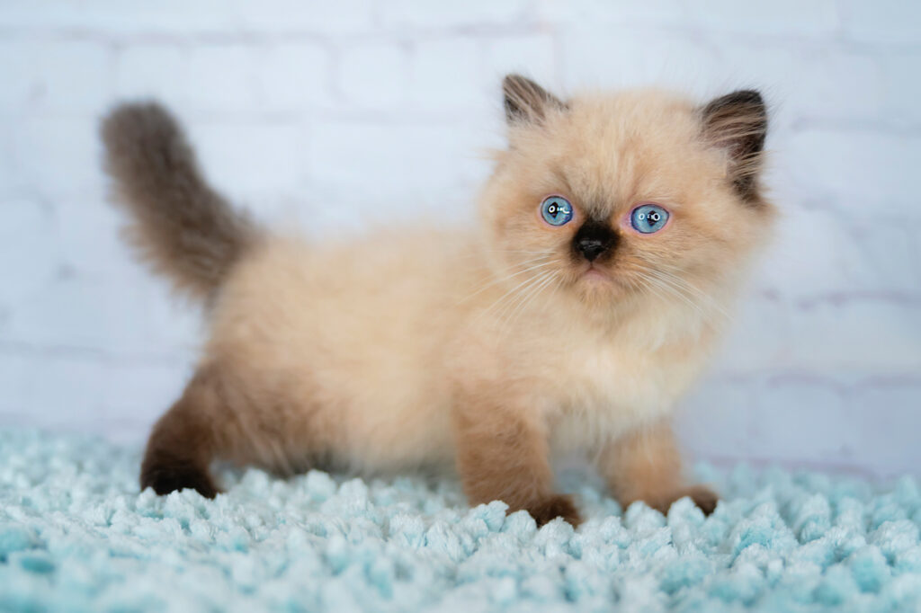 Small Cat Breeds with Blue Eyes