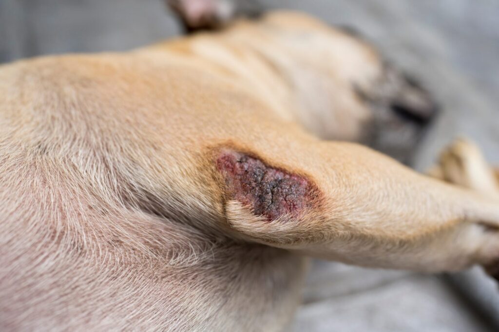 Best Dog Health Care for Summer Skin Issues