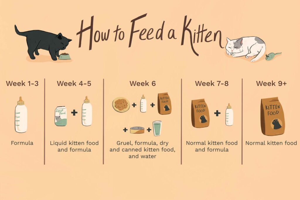 How Often Should You Feed Your Kitten- kitten foods