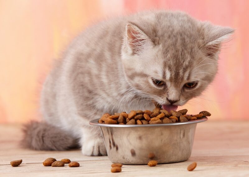 Smart Portion Control for Young Cats