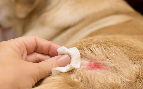 Summer Skin Care for Dogs