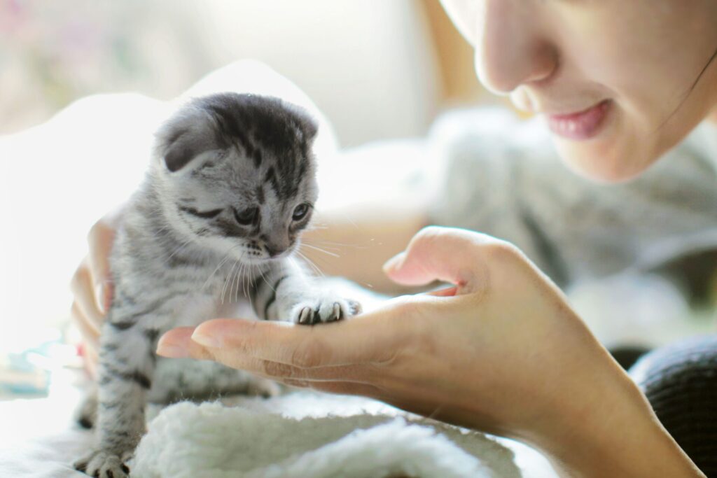 Kitten Training