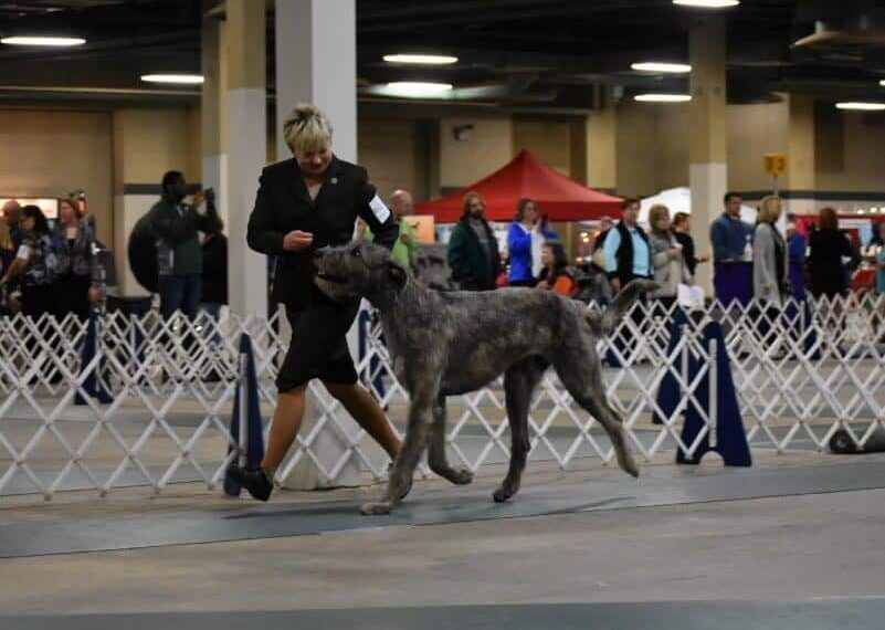 Irish Wolfhounds and Best Big Dog Breeds