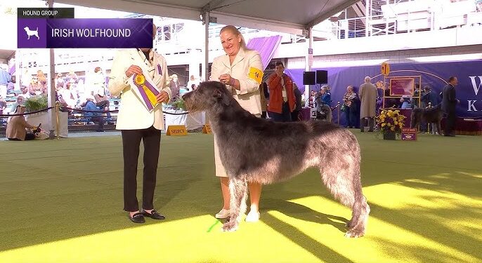 Irish Wolfhounds and Best Big Dog Breeds