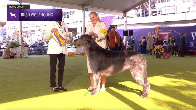 Irish Wolfhounds and Best Big Dog Breeds