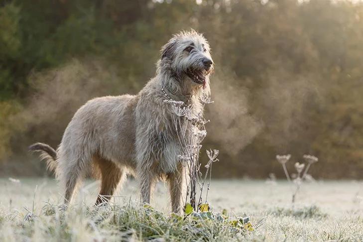 Irish Wolfhounds and Best Big Dog Breeds