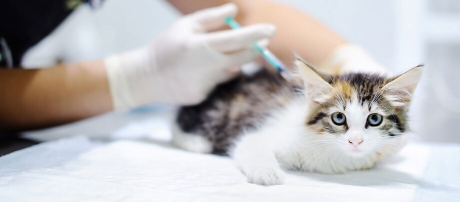 Guide to Kitten Vaccinations and Preventative Care