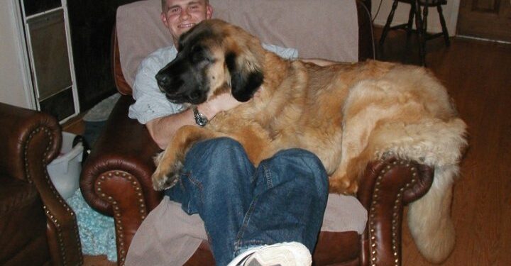 Living with a Leonberger: Best Big Dog Breeds for Your Home