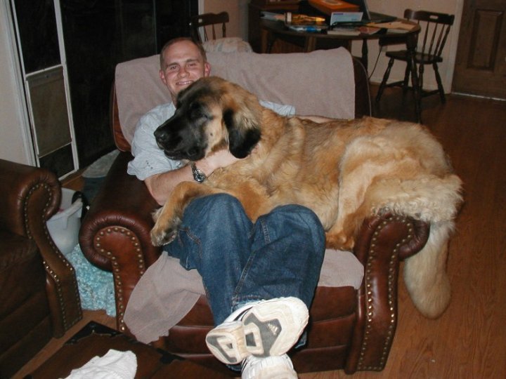 Living with a Leonberger: Best Big Dog Breeds for Your Home