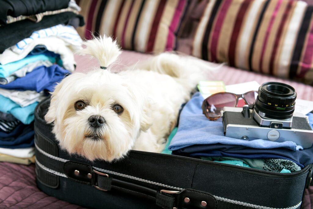 Best Small Dog Breeds for Frequent Travelers